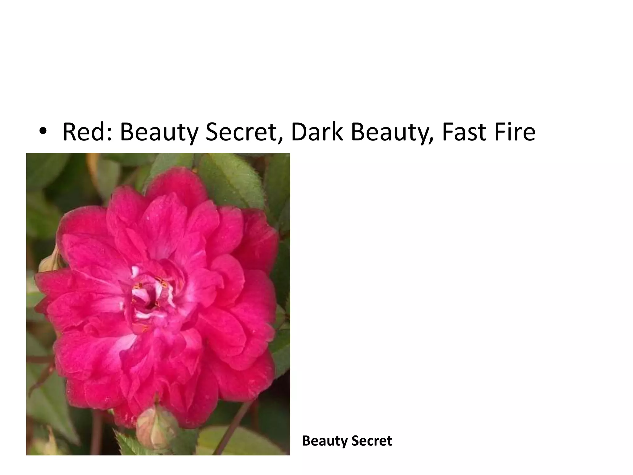 • Red: Beauty Secret, Dark Beauty, Fast Fire
Beauty Secret
 