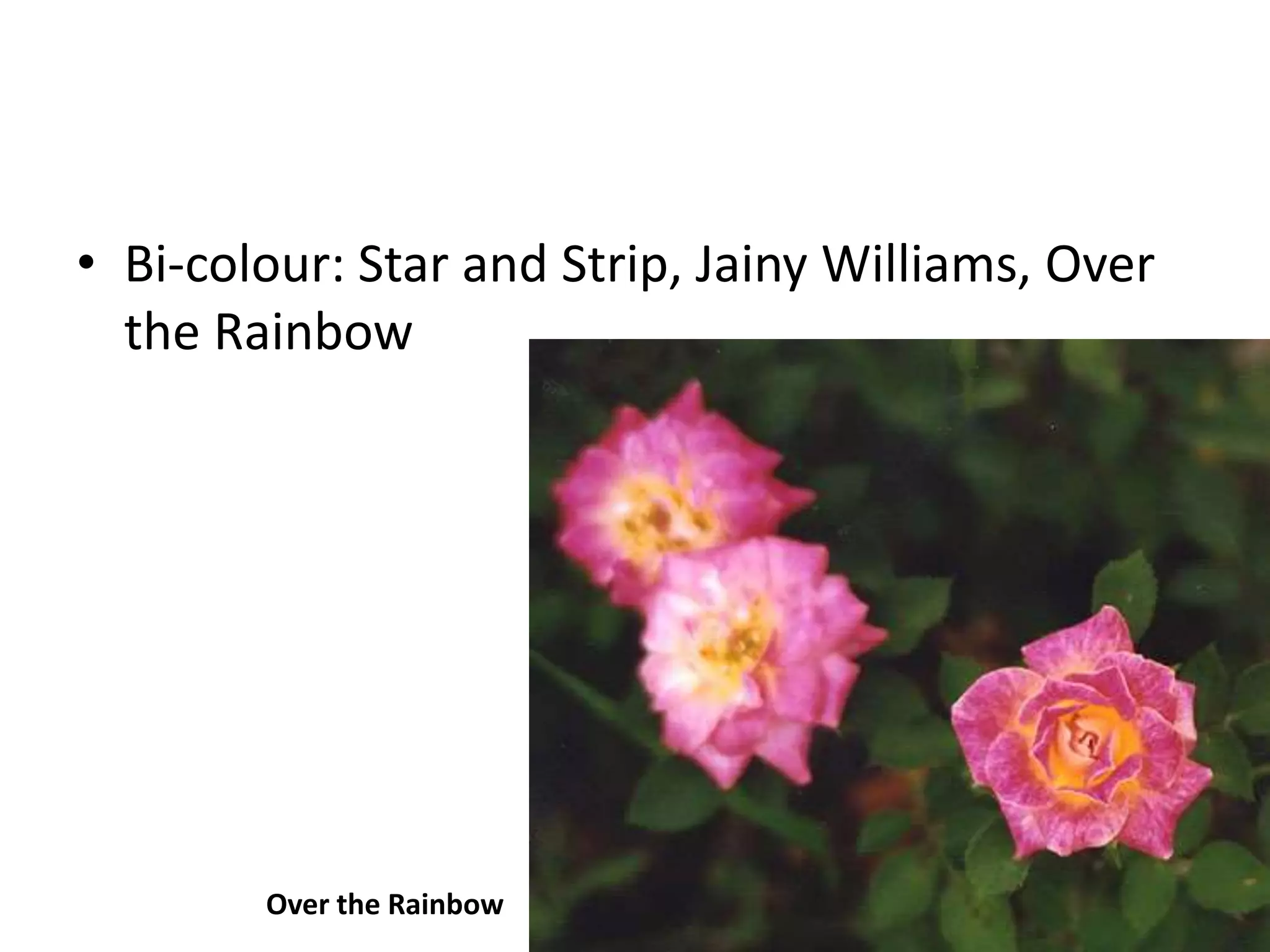 • Bi-colour: Star and Strip, Jainy Williams, Over
the Rainbow
Over the Rainbow
 