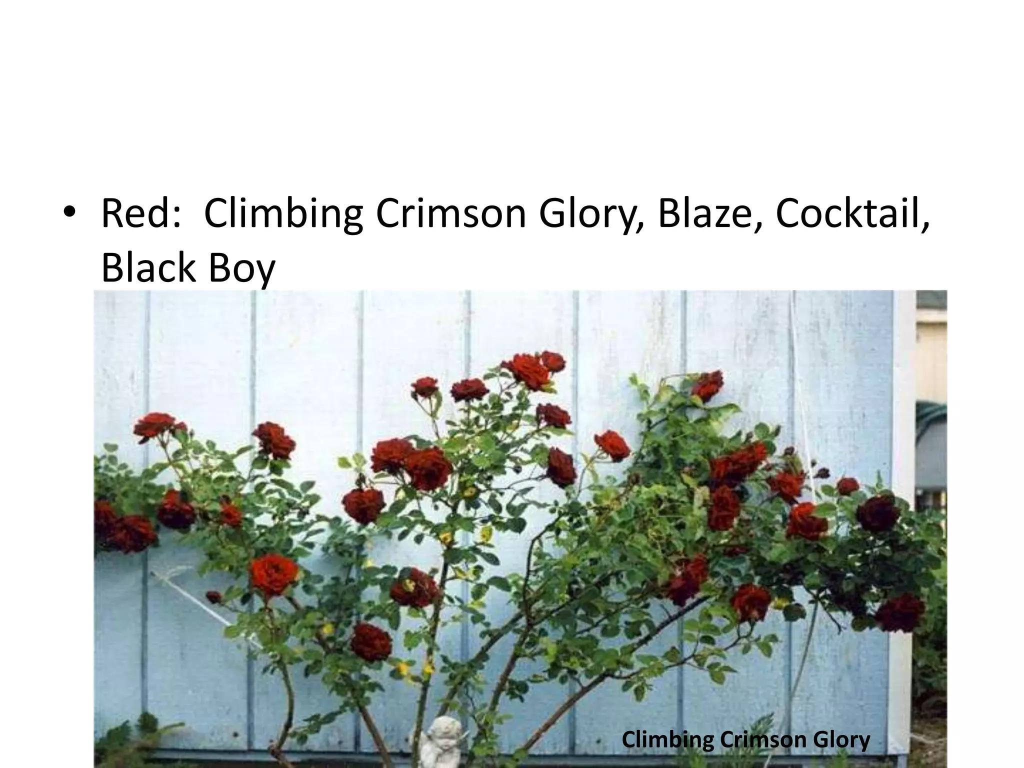 • Red: Climbing Crimson Glory, Blaze, Cocktail,
Black Boy
Climbing Crimson Glory
 