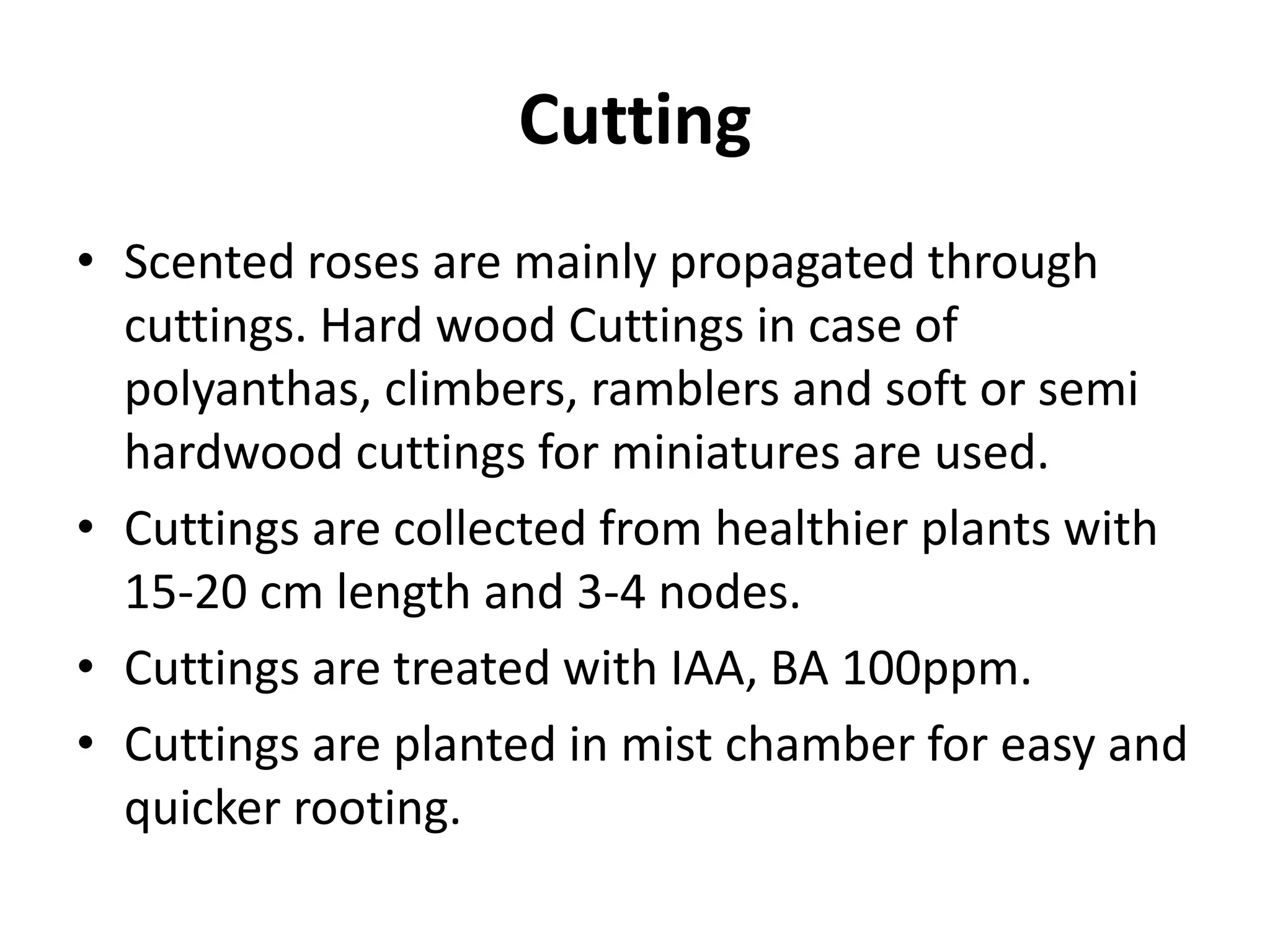 Cutting
• Scented roses are mainly propagated through
cuttings. Hard wood Cuttings in case of
polyanthas, climbers, ramblers and soft or semi
hardwood cuttings for miniatures are used.
• Cuttings are collected from healthier plants with
15-20 cm length and 3-4 nodes.
• Cuttings are treated with IAA, BA 100ppm.
• Cuttings are planted in mist chamber for easy and
quicker rooting.
 