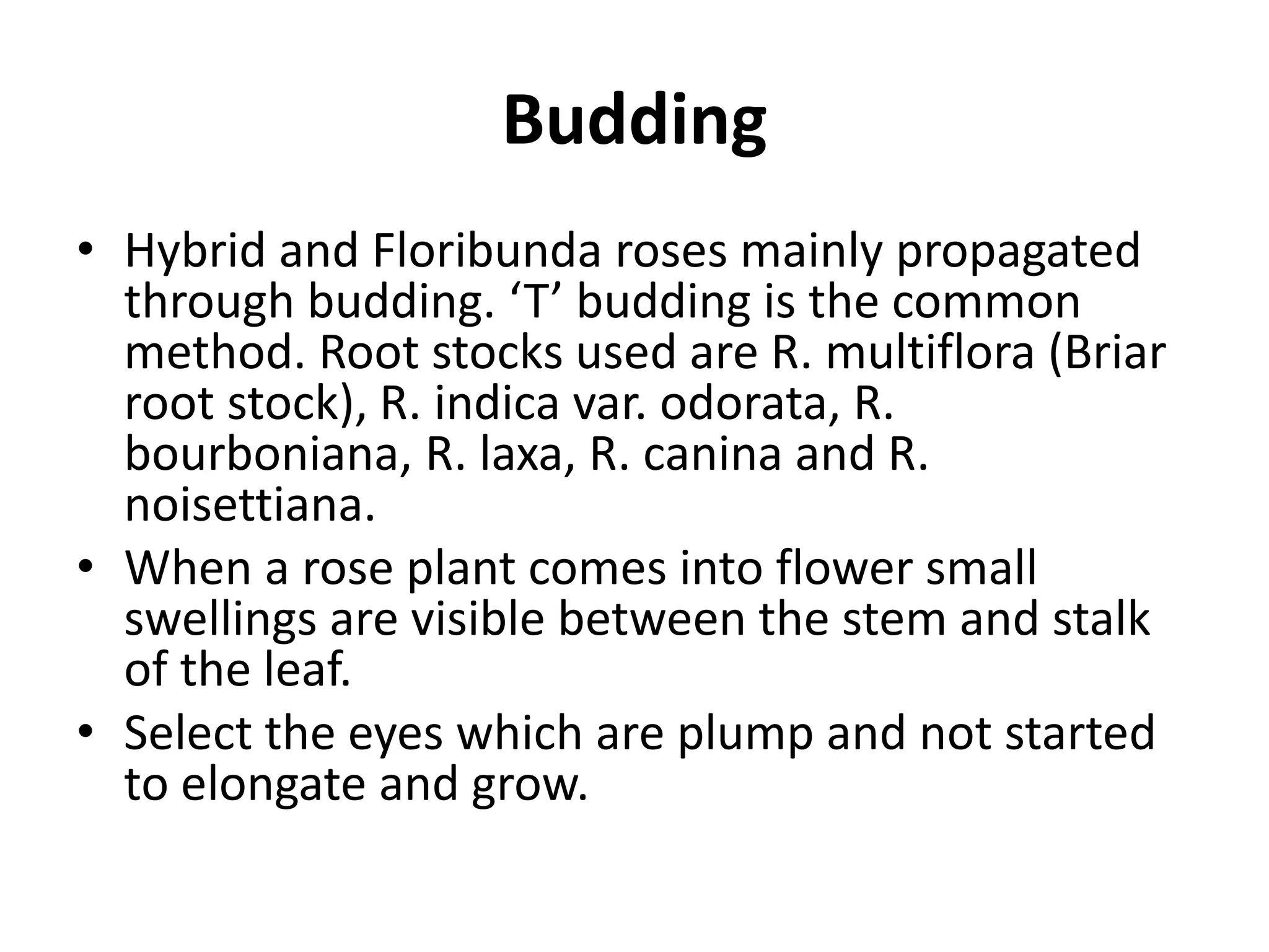 Budding
• Hybrid and Floribunda roses mainly propagated
through budding. ‘T’ budding is the common
method. Root stocks used are R. multiflora (Briar
root stock), R. indica var. odorata, R.
bourboniana, R. laxa, R. canina and R.
noisettiana.
• When a rose plant comes into flower small
swellings are visible between the stem and stalk
of the leaf.
• Select the eyes which are plump and not started
to elongate and grow.
 