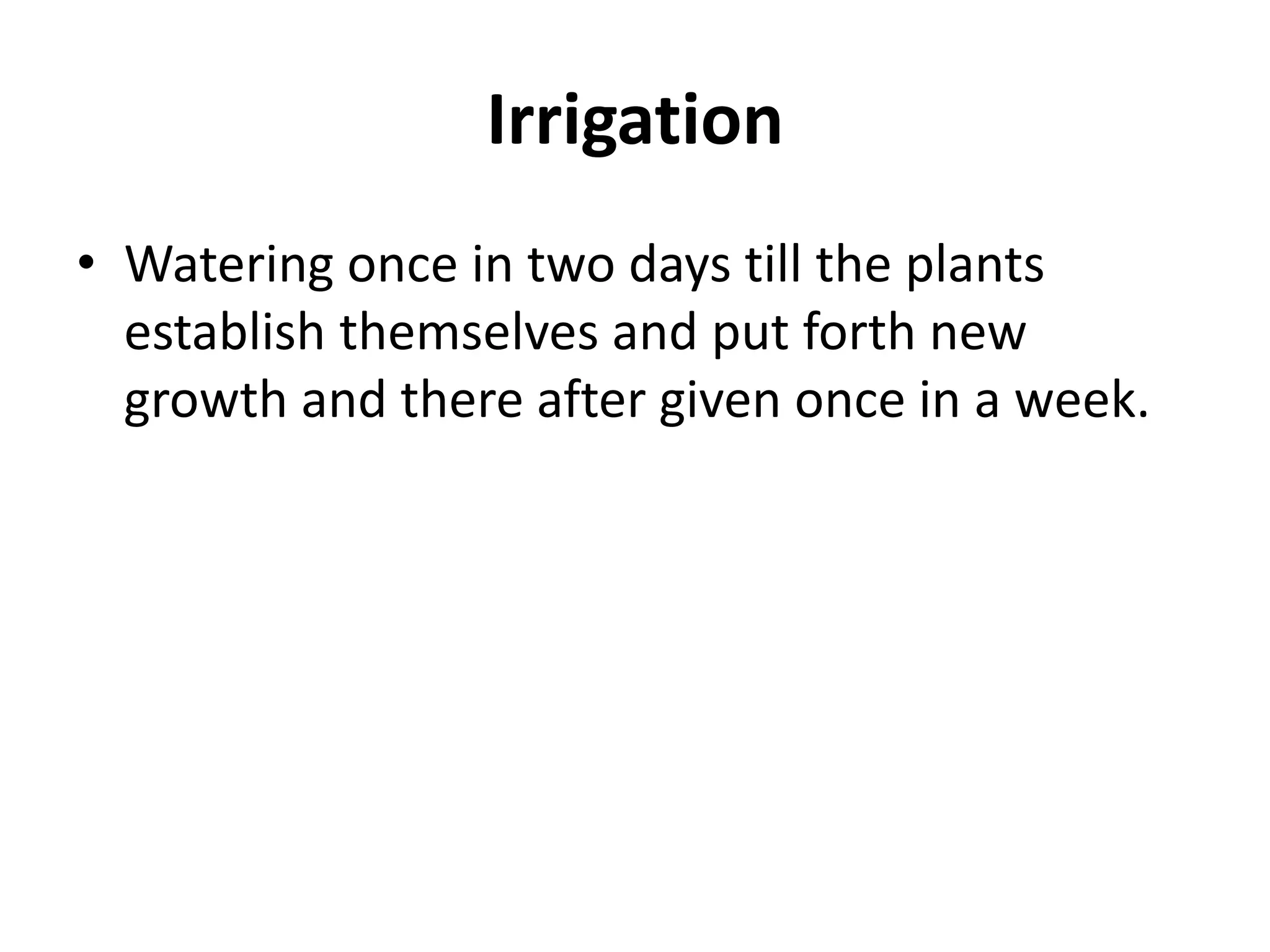 Irrigation
• Watering once in two days till the plants
establish themselves and put forth new
growth and there after given once in a week.
 