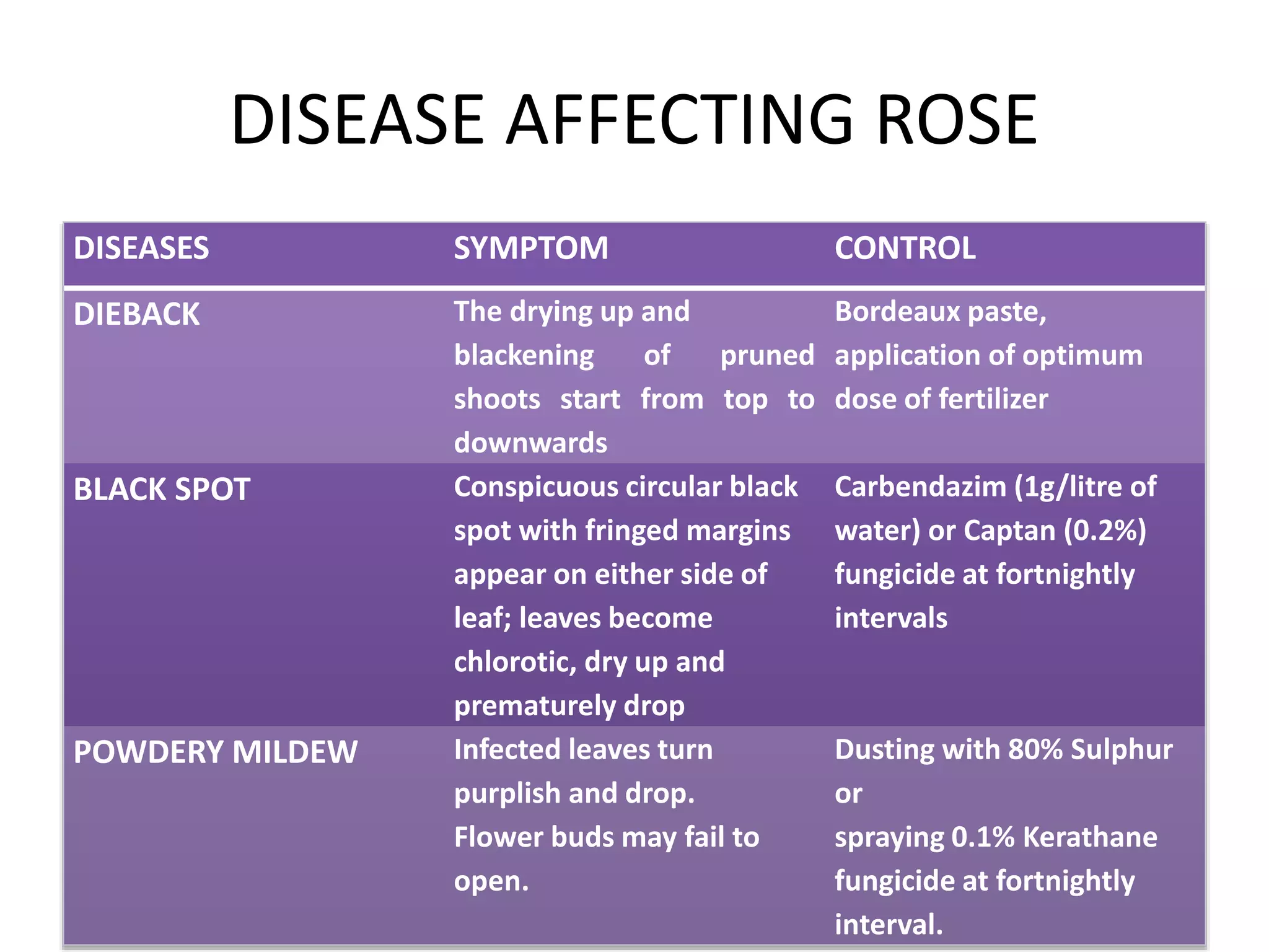 DISEASE AFFECTING ROSE
DISEASES SYMPTOM CONTROL
DIEBACK The drying up and
blackening of pruned
shoots start from top to
downwards
Bordeaux paste,
application of optimum
dose of fertilizer
BLACK SPOT Conspicuous circular black
spot with fringed margins
appear on either side of
leaf; leaves become
chlorotic, dry up and
prematurely drop
Carbendazim (1g/litre of
water) or Captan (0.2%)
fungicide at fortnightly
intervals
POWDERY MILDEW Infected leaves turn
purplish and drop.
Flower buds may fail to
open.
Dusting with 80% Sulphur
or
spraying 0.1% Kerathane
fungicide at fortnightly
interval.
 