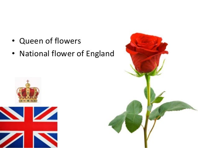 Cultivation Practices Roses