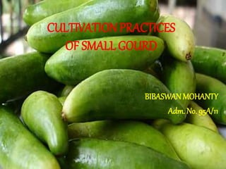CULTIVATION PRACTICES
OF SMALL GOURD
BIBASWANMOHANTY
Adm. No. 95A/11
 