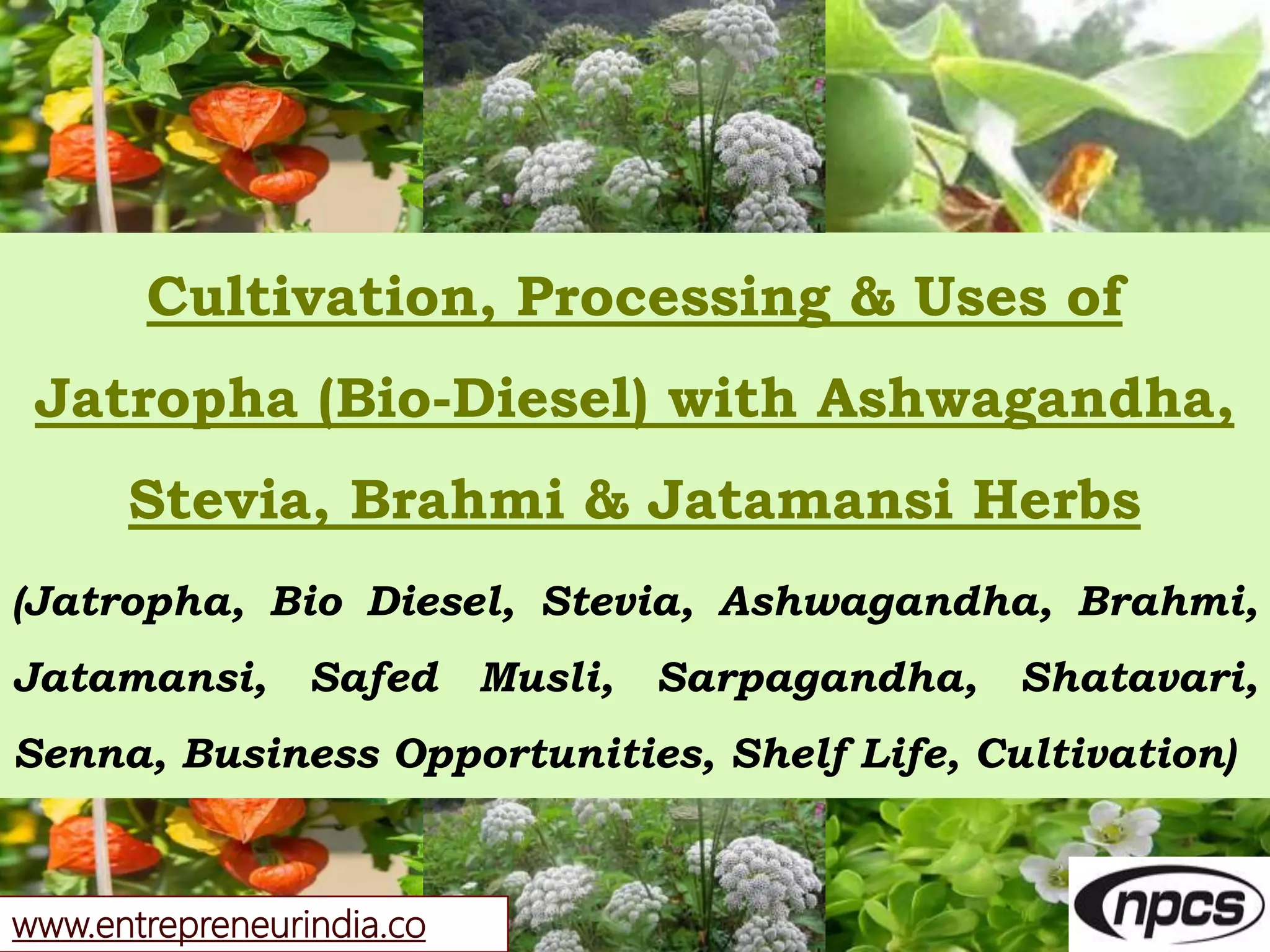 Cultivation, Processing & Uses of Jatropha (BioDiesel) With