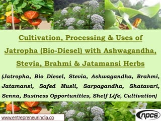 www.entrepreneurindia.co
Cultivation, Processing & Uses of
Jatropha (Bio-Diesel) with Ashwagandha,
Stevia, Brahmi & Jatama...