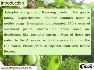 www.entrepreneurindia.co
Introduction
Jatropha is a genus of flowering plants in the spurge
family, Euphorbiaceae. Another...
