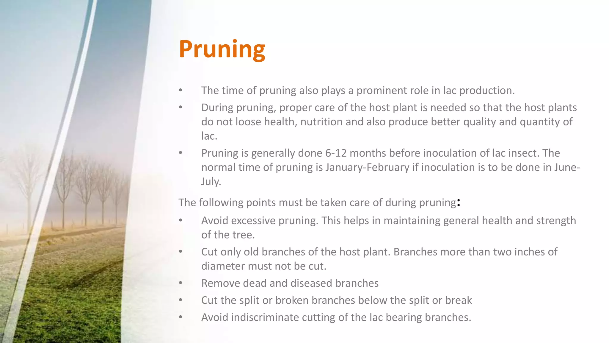 Cultivation technique of lac insect | PPTX