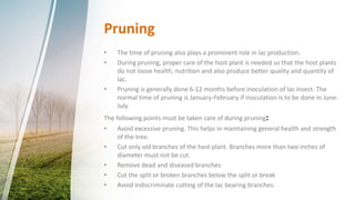 Cultivation technique of lac insect | PPTX