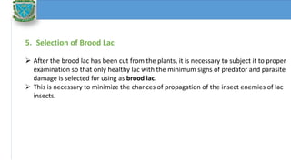 Cultivation techniques of lac insects | PPTX