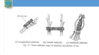 Cultivation techniques of lac insects | PPTX