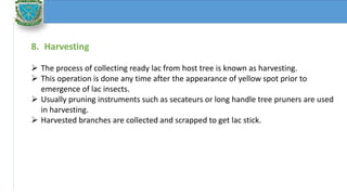 Cultivation techniques of lac insects | PPTX