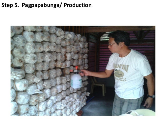 mushroom fruiting bag philippines