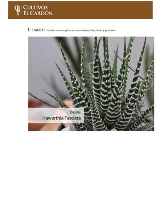 Curso: Cultivo de Cactus y Suculentas – Nivel Inicial Página 11
LILIÁCEAS:donde tenemos géneros como haworthias, aloes y g...