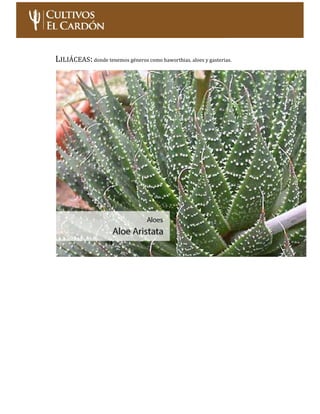 Curso: Cultivo de Cactus y Suculentas – Nivel Inicial Página 12
AIZOÁCEAS:como por ejemplo el Glottiphyllum lingüiforme, q...