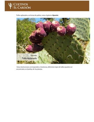 Curso: Cultivo de Cactus y Suculentas – Nivel Inicial Página 24
PARTE AÉREA: HOJAS
En las Suculentas son las que proporcio...