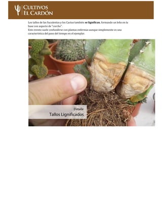 Curso: Cultivo de Cactus y Suculentas – Nivel Inicial Página 25
PARTES DE LAS PLANTAS: LAS HOJAS
Las hojas en las Cactácea...