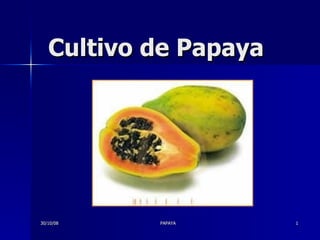30/10/08
30/10/08 PAPAYA
PAPAYA 1
1
Cultivo de Papaya
Cultivo de Papaya
 