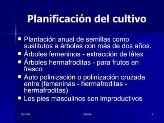 Planificación del cultivo Plantación anual de semillas como sustitutos a árboles con más de dos años.  Árboles femeninos - extracción de látex Árboles hermafroditas - para frutos en fresco  Auto polinización o polinización cruzada entre (femeninas - hermafroditas - hermafroditas) Los pies masculinos son improductivos  