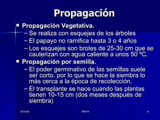 Propagación Propagación Vegetativa. Se realiza con esquejes de los árboles El papayo no ramifica hasta 3 o 4 años Los esquejes son brotes de 25-30 cm que se cauterizan con agua caliente a unos 50 ºC.  Propagación por semilla. El poder germinativo de las semillas suele ser corto, por lo que se hace la siembra lo más cerca a la época de recolección. El transplante se hace cuando las plantas tienen 10-15 cm (dos meses después de siembra) 