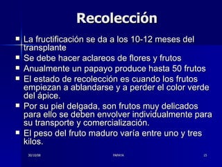 Recolección La fructificación se da a los 10-12 meses del transplante Se debe hacer aclareos de flores y frutos Anualmente un papayo produce hasta 50 frutos El estado de recolección es cuando los frutos empiezan a ablandarse y a perder el color verde del ápice.  Por su piel delgada, son frutos muy delicados para ello se deben envolver individualmente para su transporte y comercialización.  El peso del fruto maduro varía entre uno y tres kilos.  