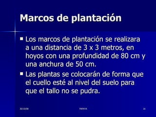 Marcos de plantación Los marcos de plantación se realizara a una distancia de 3 x 3 metros, en hoyos con una profundidad de 80 cm y una anchura de 50 cm.  Las plantas se colocarán de forma que el cuello esté al nivel del suelo para que el tallo no se pudra. 