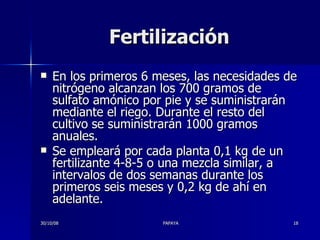 Fertilización En los primeros 6 meses, las necesidades de nitrógeno alcanzan los 700 gramos de sulfato amónico por pie y se suministrarán mediante el riego. Durante el resto del cultivo se suministrarán 1000 gramos anuales. Se empleará por cada planta 0,1 kg de un fertilizante 4-8-5 o una mezcla similar, a intervalos de dos semanas durante los primeros seis meses y 0,2 kg de ahí en adelante. 