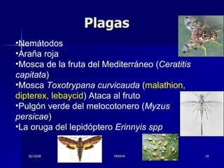 Plagas Nemátodos Araña roja Mosca de la fruta del Mediterráneo ( Ceratitis capitata )  Mosca  Toxotrypana curvicauda  ( malathion, dipterex, lebaycid ) Ataca al fruto Pulgón verde del melocotonero ( Myzus persicae )  La oruga del lepidóptero  Erinnyis spp   