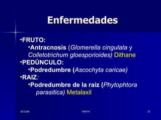 Enfermedades FRUTO:  Antracnosis  ( Glomerella cingulata  y  Colletotrichum gloesporioides)   Dithane PEDÚNCULO:  Podredumbre ( Ascochyta caricae)  RAIZ :  Podredumbre de la raíz ( Phytophtora  parasitica)  Metalaxil 