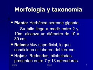 Planta: Herbácea perenne gigante. Su tallo llega a medir entre 2 y  10m. alcanza un diámetro de 10 a  30 cm. Raíces: Muy superficial, lo que  condiciona el laboreo del terreno.   Hojas: Redondas, bilobuladas,  presentan entre 7 y 13 nervaduras. Morfología y taxonomía 