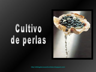Cultivo de perlas http :// elblogdecosasdivertidas.blogspot.com / 