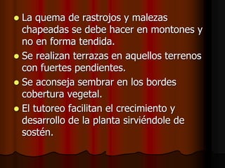  La quema de rastrojos y malezas
chapeadas se debe hacer en montones y
no en forma tendida.
 Se realizan terrazas en aquellos terrenos
con fuertes pendientes.
 Se aconseja sembrar en los bordes
cobertura vegetal.
 El tutoreo facilitan el crecimiento y
desarrollo de la planta sirviéndole de
sostén.
 