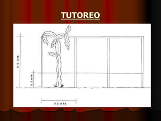 TUTOREO
 