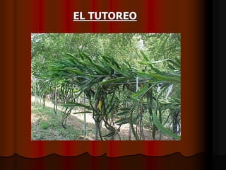 EL TUTOREO
 
