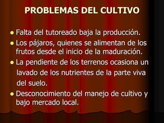 PROBLEMAS DEL CULTIVO
 Falta del tutoreado baja la producción.
 Los pájaros, quienes se alimentan de los
frutos desde el inicio de la maduración.
 La pendiente de los terrenos ocasiona un
lavado de los nutrientes de la parte viva
del suelo.
 Desconocimiento del manejo de cultivo y
bajo mercado local.
 