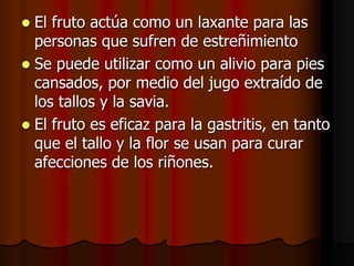  El fruto actúa como un laxante para las
personas que sufren de estreñimiento
 Se puede utilizar como un alivio para pies
cansados, por medio del jugo extraído de
los tallos y la savia.
 El fruto es eficaz para la gastritis, en tanto
que el tallo y la flor se usan para curar
afecciones de los riñones.
 