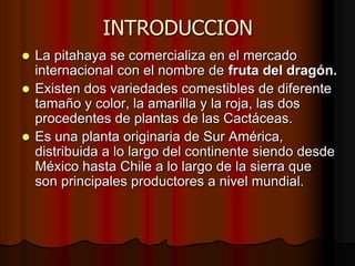 INTRODUCCION
 La pitahaya se comercializa en el mercado
internacional con el nombre de fruta del dragón.
 Existen dos variedades comestibles de diferente
tamaño y color, la amarilla y la roja, las dos
procedentes de plantas de las Cactáceas.
 Es una planta originaria de Sur América,
distribuida a lo largo del continente siendo desde
México hasta Chile a lo largo de la sierra que
son principales productores a nivel mundial.
 