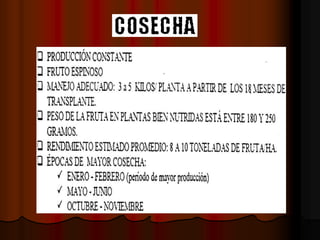 Cultivo de-pitahaya-