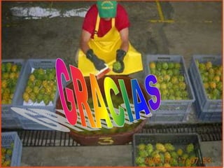 Cultivo de-pitahaya-