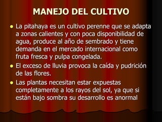 MANEJO DEL CULTIVO
 La pitahaya es un cultivo perenne que se adapta
a zonas calientes y con poca disponibilidad de
agua, produce al año de sembrado y tiene
demanda en el mercado internacional como
fruta fresca y pulpa congelada.
 El exceso de lluvia provoca la caída y pudrición
de las flores.
 Las plantas necesitan estar expuestas
completamente a los rayos del sol, ya que si
están bajo sombra su desarrollo es anormal
 