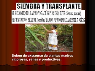 Deben de extraerse de plantas madres
vigorosas, sanas y productivas.
 
