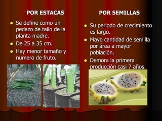 POR ESTACAS POR SEMILLAS
 Se define como un
pedazo de tallo de la
planta madre.
 De 25 a 35 cm.
 Hay menor tamaño y
numero de fruto.
 Su periodo de crecimiento
es largo.
 Mayo cantidad de semilla
por área a mayor
población.
 Demora la primera
producción casi 7 años.
 