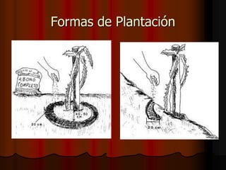 Formas de Plantación
 
