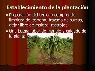 Establecimiento de la plantación
 Preparación del terreno comprende
limpieza del terreno, trazado de surcos,
dejar libre de maleza, rastrojos.
 Una buena labor de manejo y cuidado de
la planta.
 