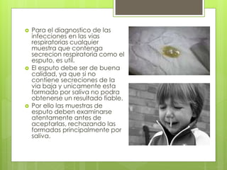  Para el diagnostico de las
infecciones en las vias
respiratorias cualquier
muestra que contenga
secrecion respiratoria como el
esputo, es util.
 El esputo debe ser de buena
calidad, ya que si no
contiene secreciones de la
via baja y unicamente esta
formado por saliva no podra
obtenerse un resultado fiable.
 Por ello las muestras de
esputo deben examinarse
atentamente antes de
aceptarlas, rechazando las
formadas principalmente por
saliva.
 