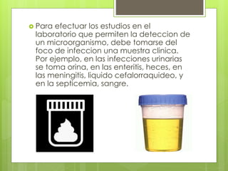  Para efectuar los estudios en el
laboratorio que permiten la deteccion de
un microorganismo, debe tomarse del
foco de infeccion una muestra clinica.
Por ejemplo, en las infecciones urinarias
se toma orina, en las enteritis, heces, en
las meningitis, liquido cefalorraquideo, y
en la septicemia, sangre.
 