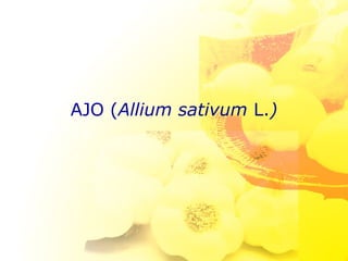 AJO (Allium sativum L.)
 