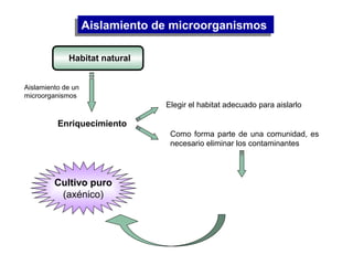 Aislamiento de microorganismosAislamiento de microorganismos
Aislamiento de un
microorganismos
Enriquecimiento
Elegir el habitat adecuado para aislarlo
Como forma parte de una comunidad, es
necesario eliminar los contaminantes
Se deben utilizar medios
de cultivo y condiciones
de incubación selectivos
Habitat natural
Cultivo puro
(axénico)
 