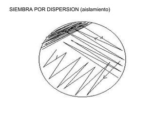 SIEMBRA POR DISPERSION (aislamiento)
 